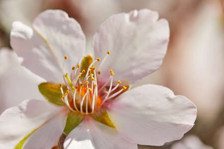Blooming pink almond tree flowers close up. high resolutionの写真素材