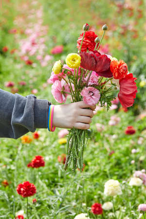 The hand of teenager holding bouquet of flowers collected on the farm against the background of blooming field.の写真素材