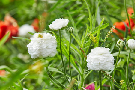 Collecting beautiful colorful flowers on the farm in the greenhouse is great attraction for...
