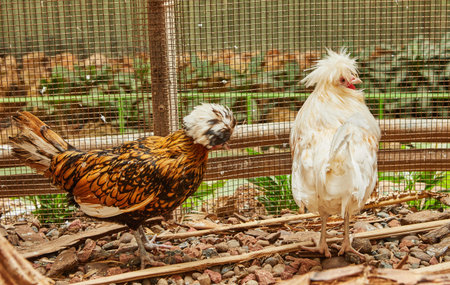 Fancy White Crested Polish Chicken haired living in paddock in botanical garden.