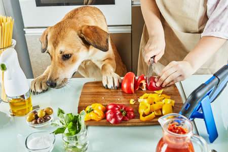 Teenager with dog is preparing an online, virtual master class and views a digital recipe on a touchscreen tablet while preparing healthy meal in the kitchen at homeの写真素材