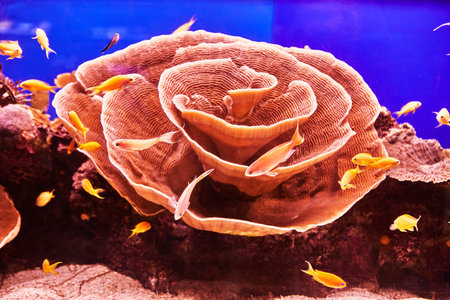 Exotic fish in the Red Sea aquarium swim between glowing corals in the dark.