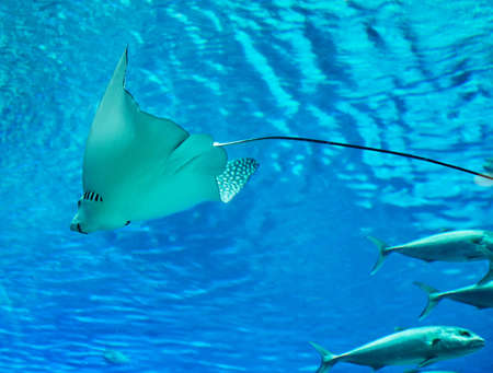 Stingray in the large Red Sea aquarium swims among other exotic fish.の写真素材