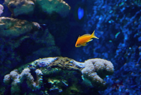 Exotic fish in an aquarium on the Red Sea, swimming between corals.