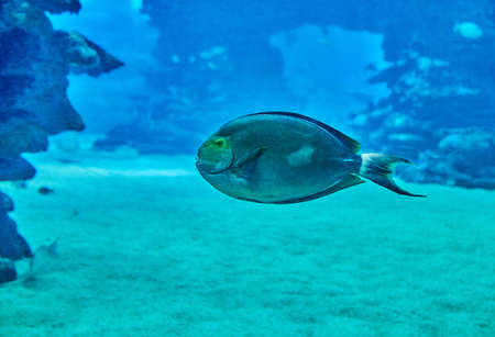 Exotic fish in an aquarium on the Red Sea, swimming between coralsの写真素材