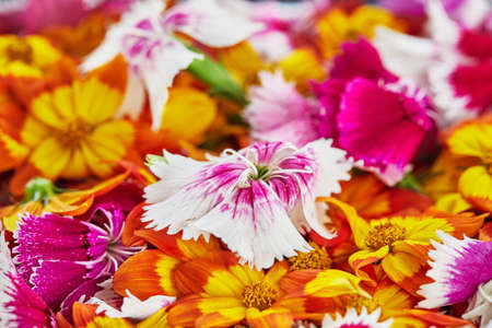 Edible flowers have huge selection of colors and flavors.の写真素材