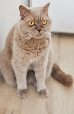 British lilac cat with yellow eyes sits on wooden floor.の写真素材