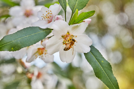 Almond flowers closeup. Flowering branches of an almond tree in an orchard. Bee collects nectar and...
