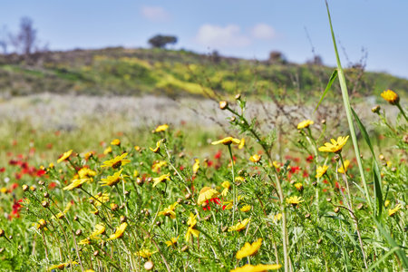 Wild red anemone flowers and yellow flowers bloom in spring. Desert of the Negev. Southern Israel. Ecotourismの写真素材