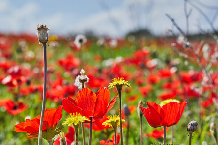 Wild red anemone flowers blooms close-up in spring against the blue sky. Desert of the Negev. Southern Israel. Ecotourismの写真素材