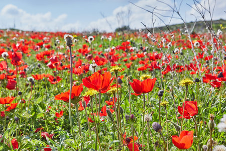 Wild red anemone flowers blooms close-up in spring against the blue sky. Desert of the Negev. Southern Israel. Ecotourismの写真素材