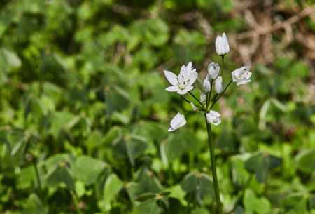 Blooming wild flowers on background of green grass, spring