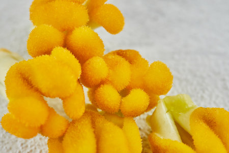 Blooming Beauty: Vibrant Yellow Flowers Grace Serene Concrete Landscapeの写真素材