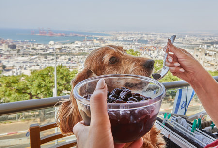 English Cocker Spaniel Enjoys Cherry from Spoon, Canine Delicacy.の写真素材