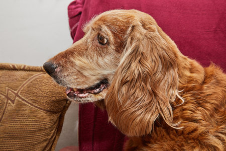 Classic canine relaxation portrait of an English Cocker Spaniel on a vintage armchair.の写真素材