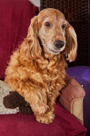 Classic Canine Relaxation English Cocker Spaniel on Vintage Armchair.の写真素材