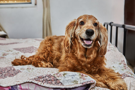 Cozy Canine Retreat, English Cocker Spaniel on the Bed.の写真素材