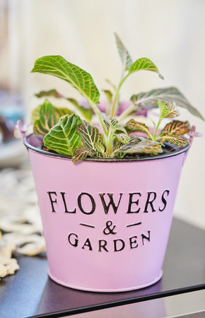 Fittonia white-veined in pink pot in the home kitchenの写真素材