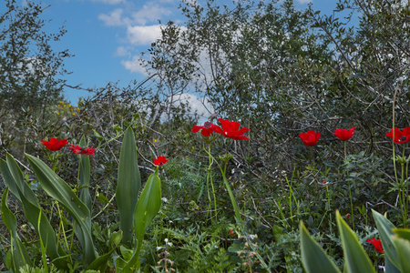 Red anemone flowers in a vibrant field with yellow and purple flowers under the sunの写真素材