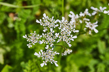 Blooming wild flowers on background of green grass, spring