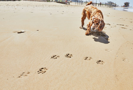 An English cocker spaniel, a breed of companion dog, frolics on a sandy beach by the sea. Water dog enjoying the waves and sunの写真素材