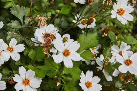 Bidens - White delight flowers blooming in a flowerbed in a city park with a bee collecting nectar.の写真素材