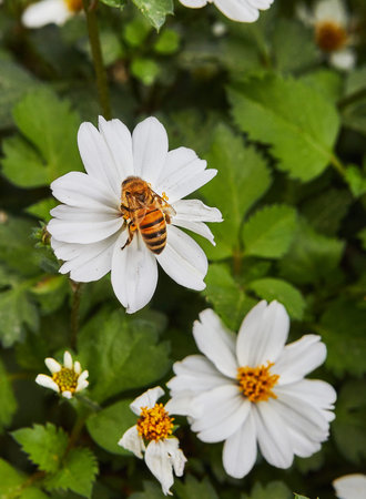 Bidens - White delight flowers blooming in a flowerbed in a city park with a bee collecting nectar.の写真素材