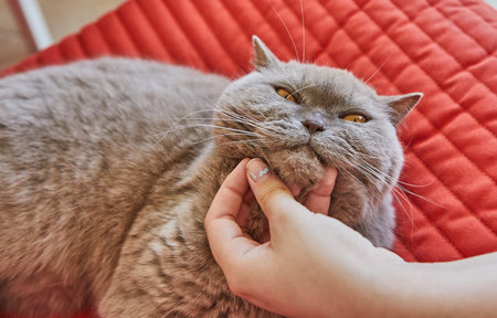 A hand gently scratches the chin of a gray British Shorthair cat, who looks content and happy, laying on a red couch.の写真素材