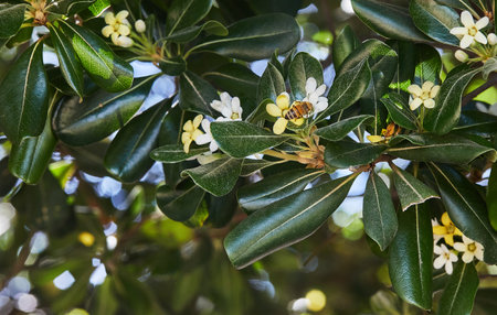 A honeybee gathers nectar from white and yellow flowers among dark green leaves, highlighting pollination in nature.の写真素材