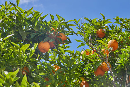 Bright orange fruits hang among lush green leaves under a clear blue sky, symbolizing freshness and Mediterranean abundance.の写真素材