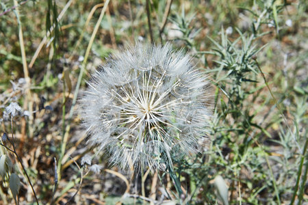 Close-up of a delicate dandelion puff in focus, surrounded by wild grasses and spiky green foliage on a sunny day.の写真素材
