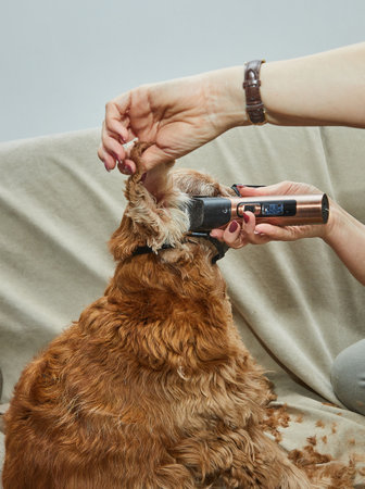 A golden dog with a muzzle receives a haircut using clippers while sitting calmly on a couch, showcasing pet grooming processの写真素材