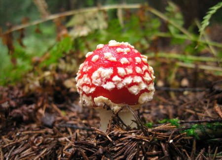 Beautiful mushroom which we found in the forestの写真素材