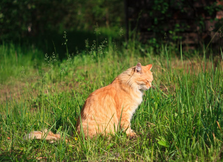 Cute cat on the green grassの写真素材