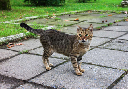 Cat in the parkの写真素材
