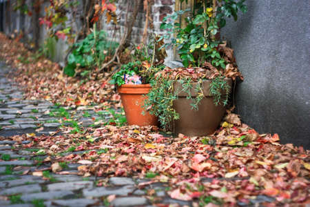 Streets with flower pots on Patershol, Gentの写真素材