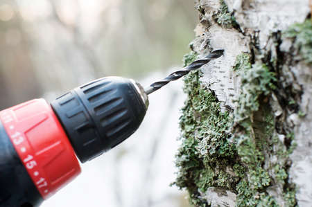 Collecting birch sapの写真素材
