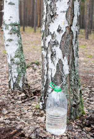 Collecting birch sapの写真素材