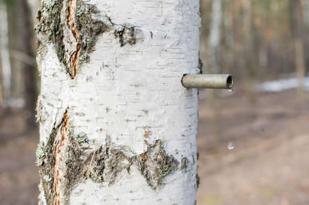 Collecting birch sap in the forestの写真素材