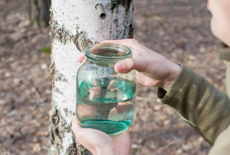 A man collects birch sap in the forestの写真素材
