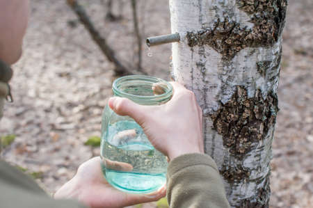 A man collects birch sap in the forestの写真素材