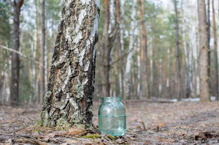 Collecting birch sap in the forestの写真素材