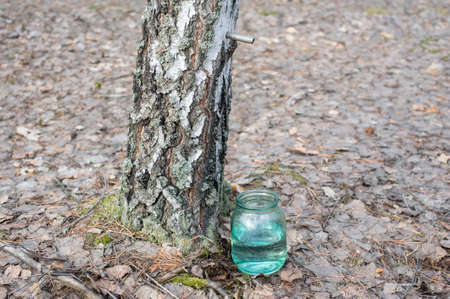 Collecting birch sap in the forestの写真素材