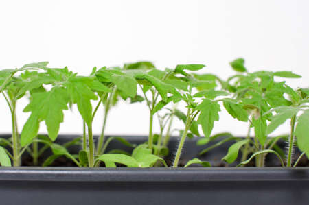 Young tomato seedlings in the ground on a white backgroundの写真素材
