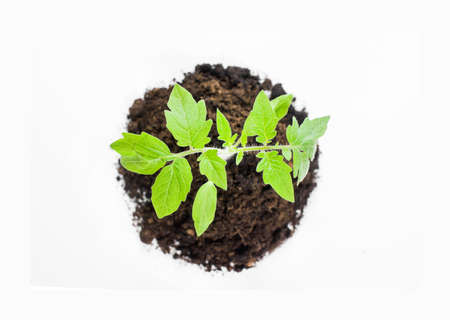 Young tomato seedlings in the ground on a white backgroundの写真素材
