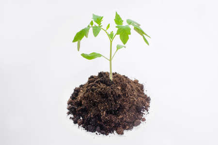 Young tomato seedlings in the ground on a white backgroundの写真素材