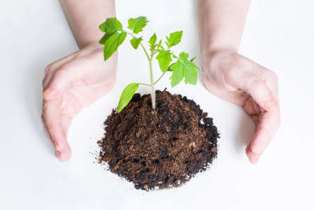 Small tomato seedlings in the ground on a white background, surrounded by the care and protection of handsの写真素材