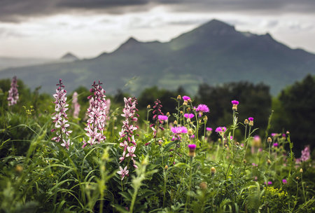 flowers against mountains