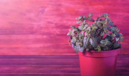 A plant in a pot under the violet illumination of a phytolamp. Copy spaceの写真素材