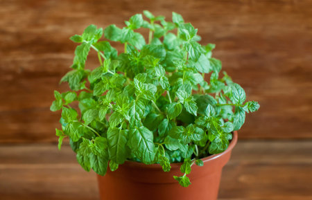 Green mint houseplant growing in a pot on brown wooden background